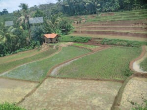 Nassplantagen Nassplantagen in Indonesien